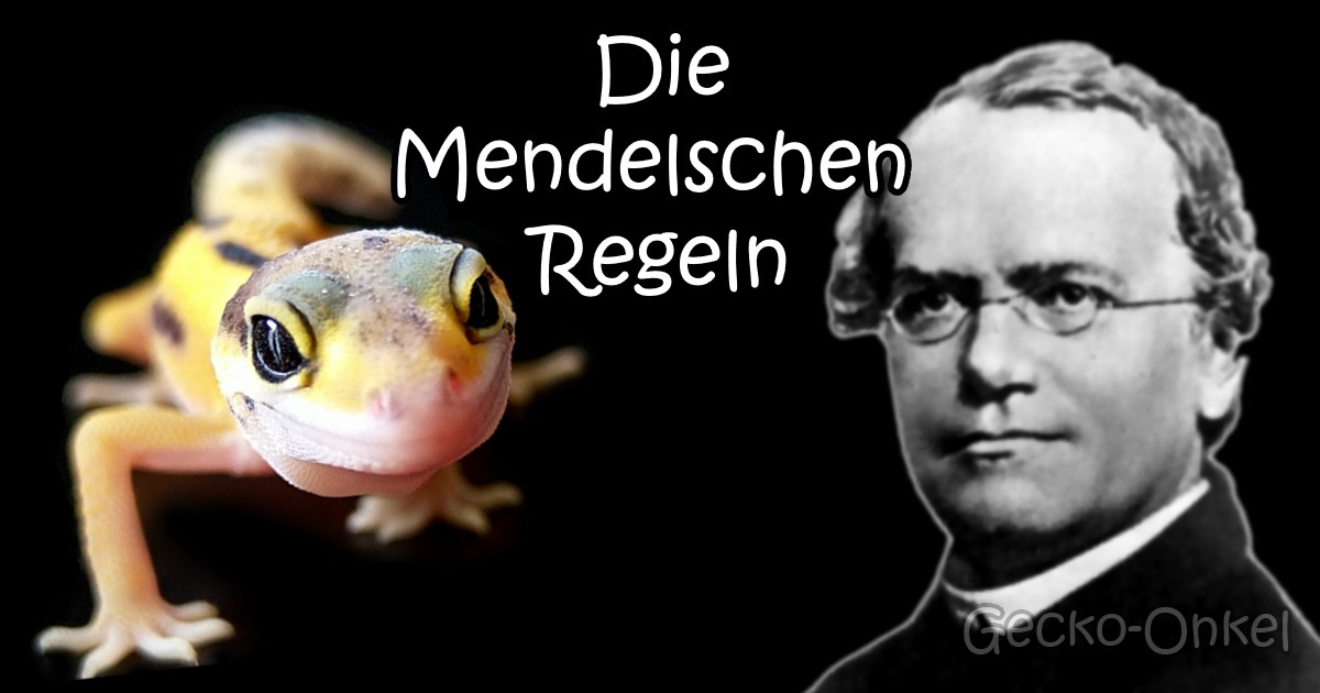 Die Mendelschen Regeln | Gecko-Onkel