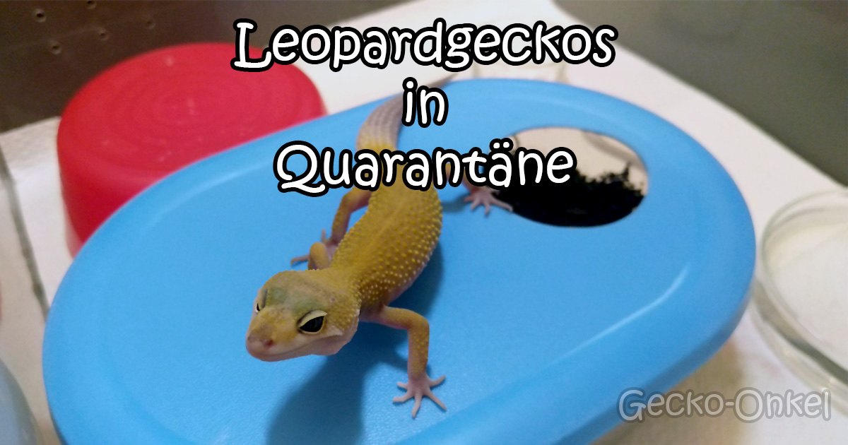 Leopardgeckos in Quarantäne